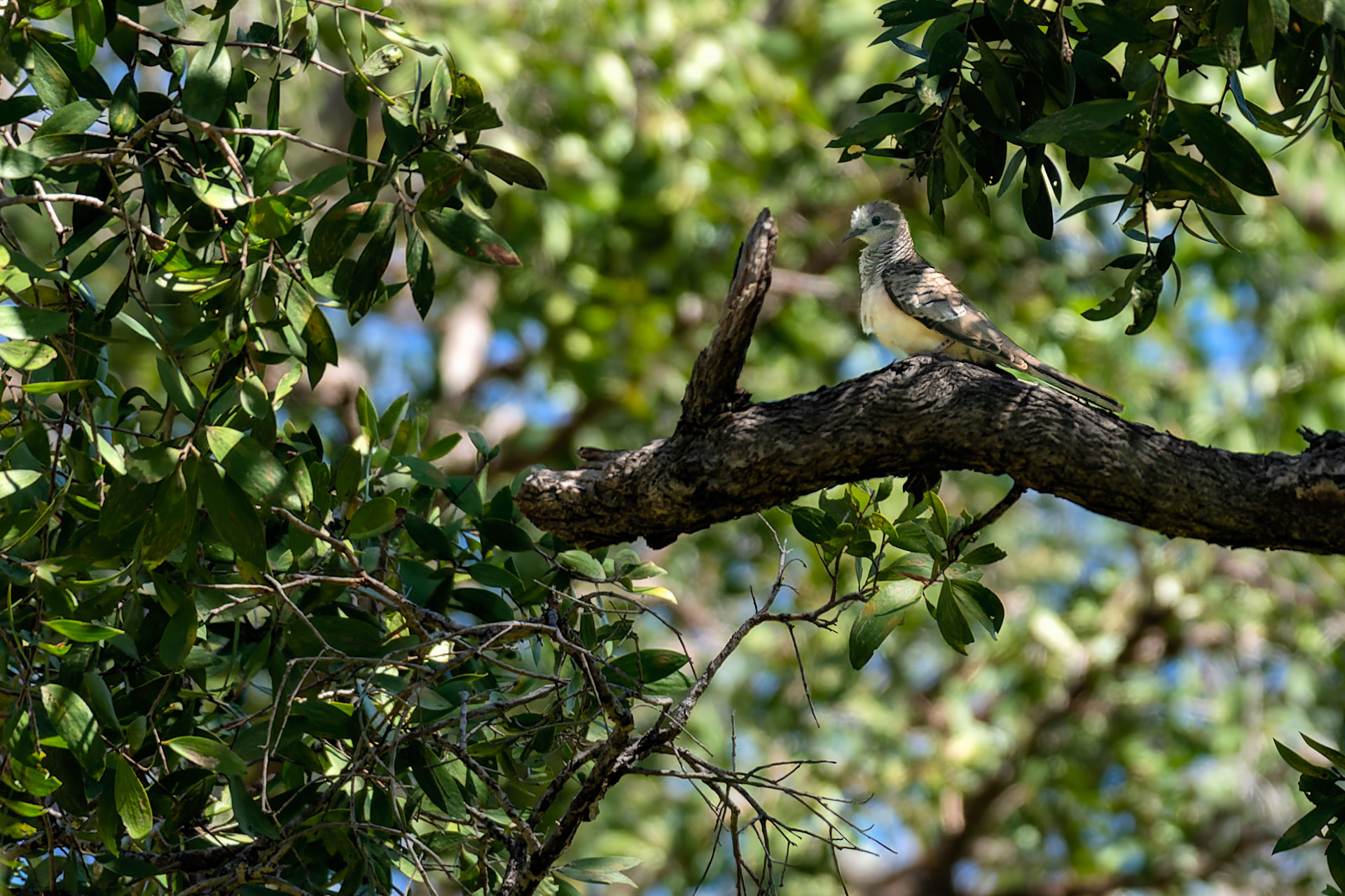 Kakadu National Park - Gubara Pools Walk - Friedenstäubchen